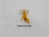 藏品(尺蠖蛾科)的圖片